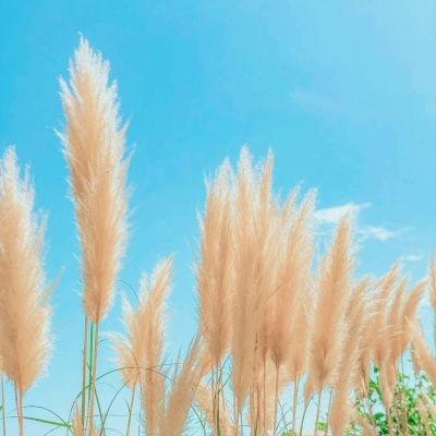 主宰传奇微信登录版下载