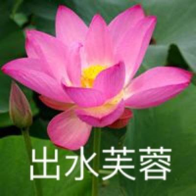 我子弹贼多官方版